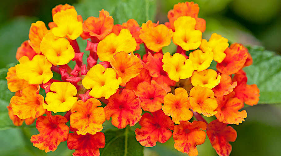 Λαντάνα Ορθόκλαδη (Lantana camara), η Ταξιανθία του Φυτού