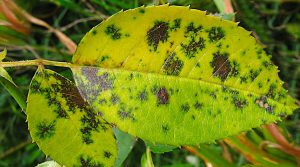 &Kappa;&alpha;&tau;&alpha;&pi;&omicron;&lambda;έ&mu;&eta;&sigma;&eta; &tau;&eta;&sigmaf; &Mu;&epsilon;&lambda;&alpha;&nu;ή&sigmaf; &Kappa;&eta;&lambda;ί&delta;&omega;&sigma;&eta;&sigmaf; &tau;&eta;&sigmaf; &Tau;&rho;&iota;&alpha;&nu;&tau;&alpha;&phi;&upsilon;&lambda;&lambda;&iota;ά&sigmaf; - &Pi;&rho;&omicron;&sigma;&beta;&omicron;&lambda;ή &Phi;ύ&lambda;&lambda;&omega;&nu; &Tau;&rho;&iota;&alpha;&nu;&tau;&alpha;&phi;&upsilon;&lambda;&lambda;&iota;ά&sigmaf; &alpha;&pi;ό &Mu;&epsilon;&lambda;&alpha;&nu;ή &Kappa;&eta;&lambda;ί&delta;&omega;&sigma;&eta; (Diplocarpon rosae)
