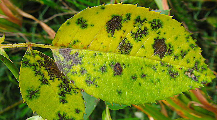 Καταπολέμηση της Μελανής Κηλίδωσης της Τριανταφυλλιάς - Προσβολή Φύλλων Τριανταφυλλιάς από Μελανή Κηλίδωση (Diplocarpon rosae)