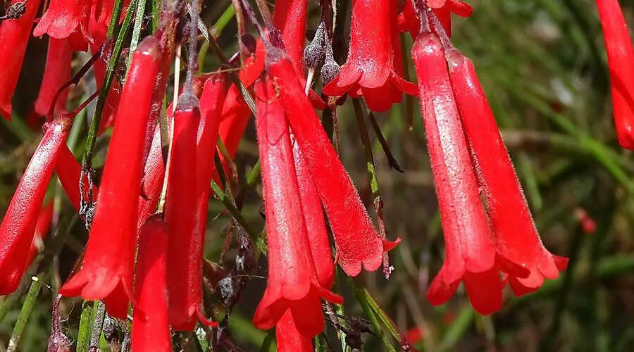 Κοράλι ή Ρουσέλια (Russelia equisetiformis), τα Άνθη του Φυτού