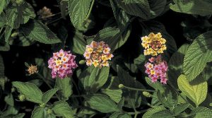 Εισβολικότητα της Ορθόκλαδης Λαντάνας - Τα Άνθη του Επεμβατικού Φυτού Lantana camara