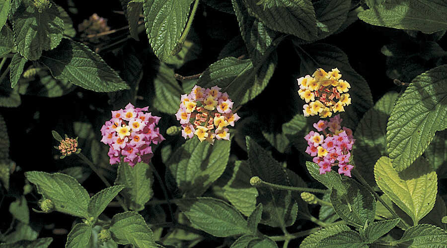 Εισβολικότητα της Ορθόκλαδης Λαντάνας - Τα Άνθη του Επεμβατικού Φυτού Lantana camara