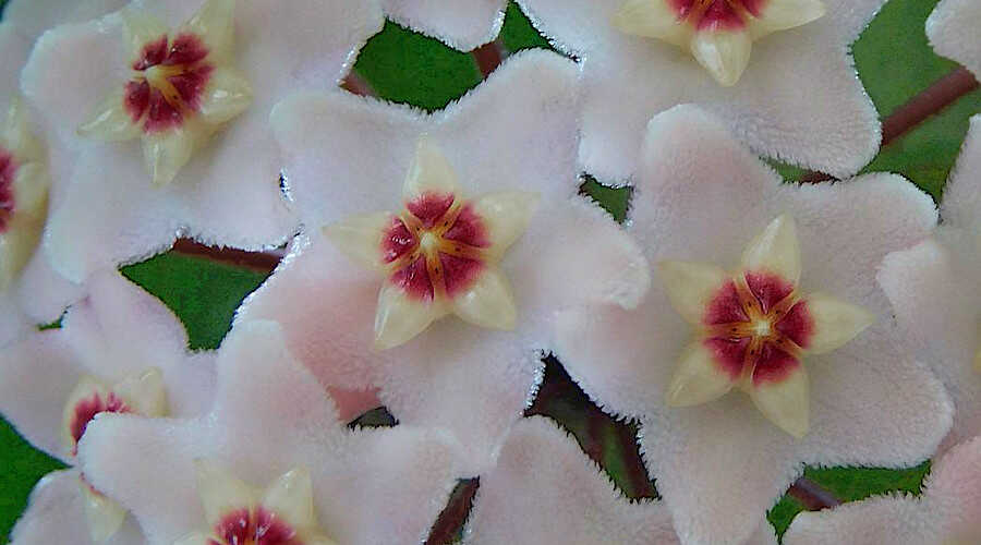 &Phi;&rho;&omicron;&nu;&tau;ί&delta;&alpha; &gamma;&iota;&alpha; &tau;&omicron; &Kappa;&epsilon;&rho;ά&kappa;&iota; - &Tau;&alpha; &Epsilon;&xi;&alpha;ί&rho;&epsilon;&tau;&alpha; Ά&nu;&theta;&eta; &tau;&eta;&sigmaf; &Chi;ό&gamma;&iota;&alpha;&sigmaf; &tau;&eta;&sigmaf; &Sigma;&alpha;&rho;&kappa;ώ&delta;&omicron;&upsilon;&sigmaf; (Hoya carnosa)