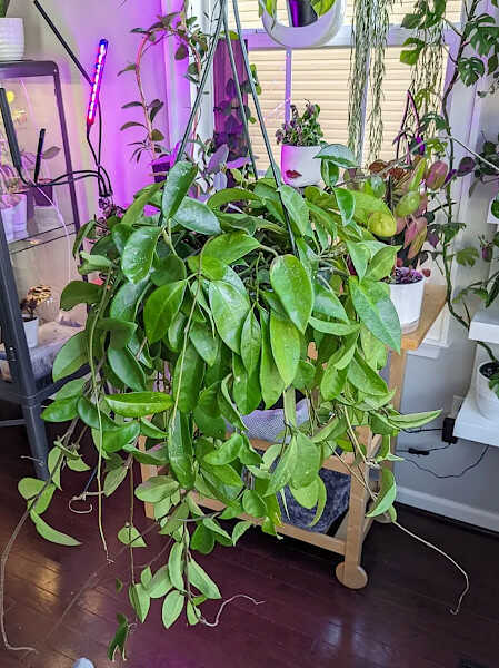 A Hoya carnosa Hanging Plant