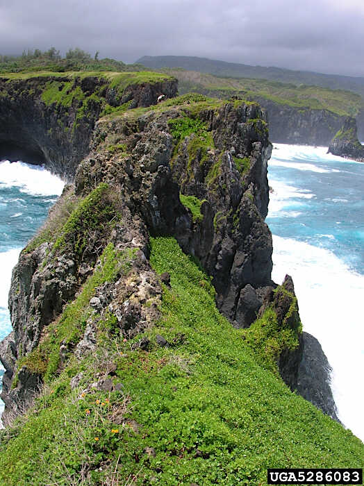 Προσβολή από Ορθόκλαδη Λαντάνα Βραχώδους & Ανεμόπληκτης Κορυφής-© Forest and Kim Starr, Starr Environmental, Bugwood.org