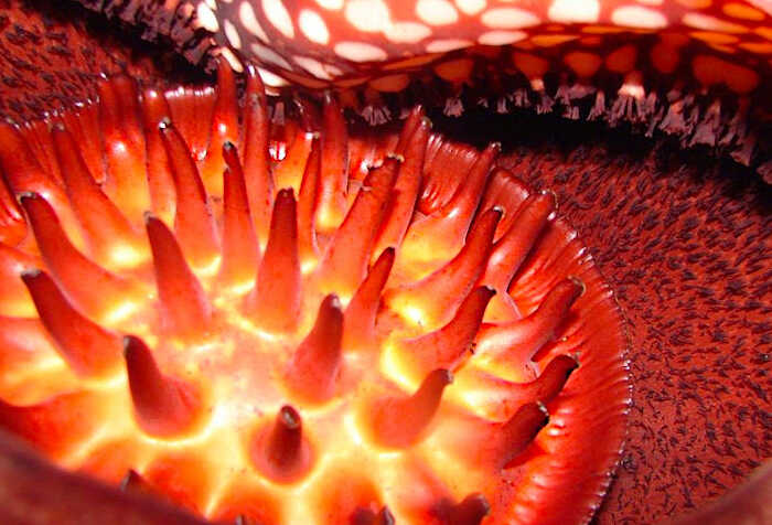 The Disc with the Thorny Shape Protrusions Inside the Flower of Stinking Corpse Lily