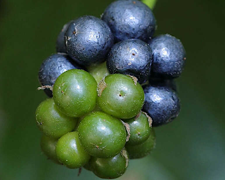 Ώριμοι και Ανώριμοι Καρποί της Ορθόκλαδης Λαντάνας