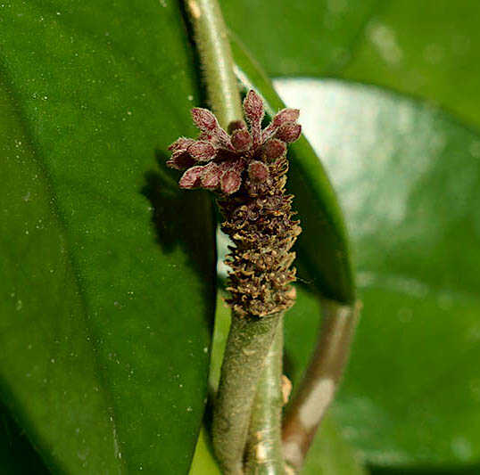 Care of Wax Plant - A Wax Plant Flowering Stem (Spur)