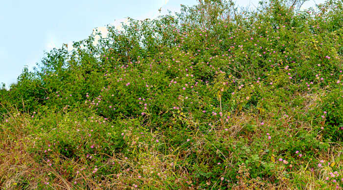 Αυστραλία, Πληγείσα Πλαγιά από την Εισβολικότητα της Ορθόκλαδης Λαντάνας