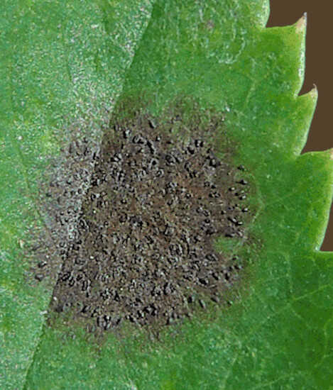 Προσβολή Φυλλάριου Τριανταφυλλιάς από τον Μύκητα της Μελανής Κηλίδωσης