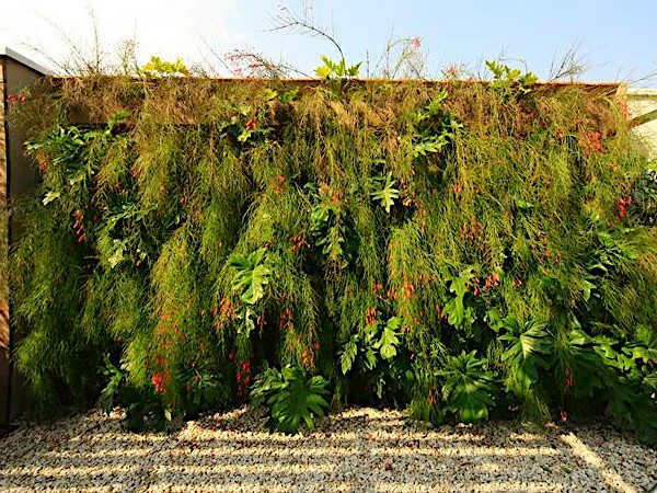 Coral Plants in a Vertical Garden
