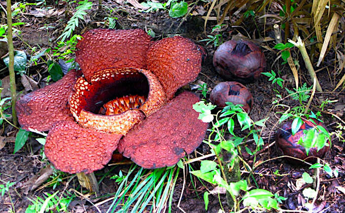 Ανθοφόροι Οφθαλμοί και Άνθος της Ραφλέσιας