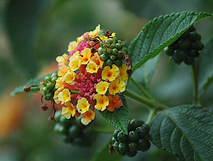 Άνθη και Ανώριμοι Καρποί Λαντάνας