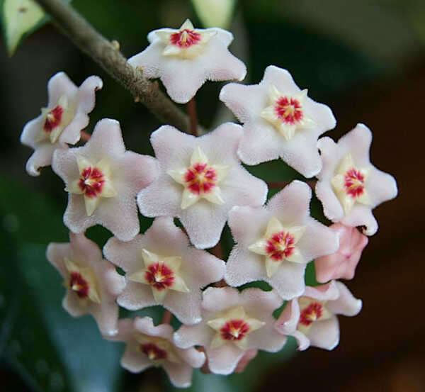The Spectacular Inflorescence of Hoya carnosa