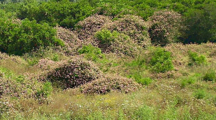 Σύθαμνο με Φυτά Ορθόκλαδης Λαντάνας στο Sajjangarh της Ινδίας