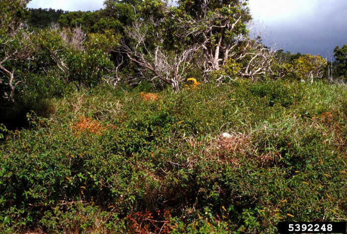 Εισβολικότητα της Ορθόκλαδης Λαντάνας - Προσβολή από Ορθόκλαδη Λαντάνα-© John M. Randall, The Nature Conservancy, Bugwood.org