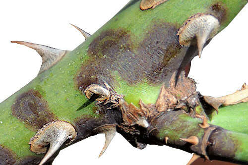 Καταπολέμηση της Μελανής Κηλίδωσης της Τριανταφυλλιάς - Προσβολή σε Στελέχη Τριανταφυλλιάς από Marssonina rosae την Ατελή Μορφή του Μύκητα Diplocarpon rosae