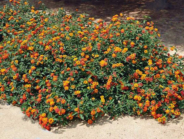 Λαντάνα Ορθόκλαδη - Ανθισμένοι Θάμνοι Ορθόκλαδης Λαντάνας σε Κήπο