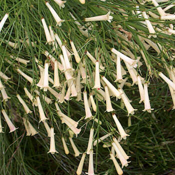 Russelia equisetiformis 'Aurea' Variety