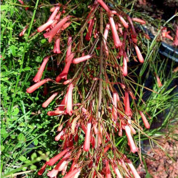 Russelia equisetiformis 'Flamingo Park' Variety