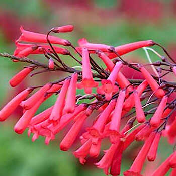 Russelia equisetiformis 'Ruby Falls' Variety