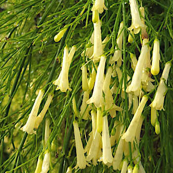 Russelia equisetiformis 'Yellow Gold' Variety
