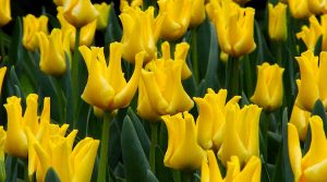 &Tau;ύ&pi;&omicron;&iota; &Tau;&omicron;&upsilon;&lambda;ί&pi;&alpha;&sigmaf; - Tulipa &lsquo;Yellow Crown&rsquo; (Golden Yellow) - &Tau;&omicron;&upsilon;&lambda;ί&pi;&epsilon;&sigmaf; &Omicron;&mu;ά&delta;&alpha;&sigmaf; Coronet