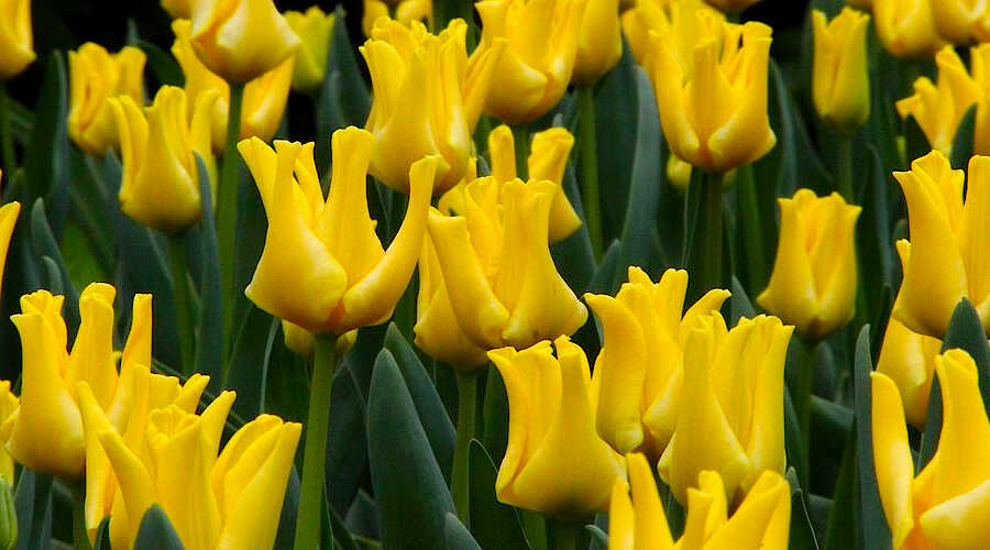 Τύποι Τουλίπας - Tulipa ‘Yellow Crown’ (Golden Yellow) - Τουλίπες Ομάδας Coronet