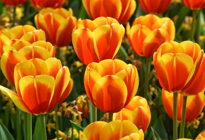 Τύποι Τουλίπας ή Ομάδες Καλλιεργητικών Ποικιλιών - Δίχρωμα Λουλούδια Τουλίπας