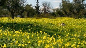 &Xi;&iota;&nu;ή&theta;&rho;&alpha; (Oxalis pes-caprae), &Pi;&iota;&theta;&alpha;&nu;ό&sigmaf; &Delta;&epsilon;ί&kappa;&tau;&eta;&sigmaf; &Kappa;&lambda;ί&mu;&alpha;&tau;&omicron;&sigmaf;, &sigma;&epsilon; &Epsilon;&lambda;&alpha;&iota;ώ&nu;&alpha;