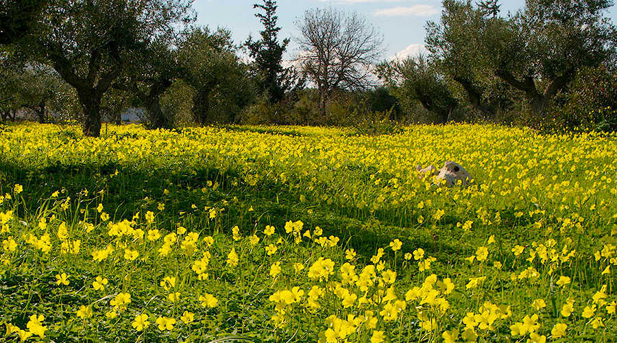 Ξινήθρα (Oxalis pes-caprae), Πιθανός Δείκτης Κλίματος, σε Ελαιώνα
