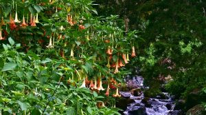 &Psi;&upsilon;&chi;&omicron;&tau;&rho;ό&pi;&omicron;&sigmaf; &Chi;&rho;ή&sigma;&eta; &tau;&omega;&nu; &Phi;&upsilon;&tau;ώ&nu; &Mu;&pi;&rho;&omicron;&upsilon;&gamma;&kappa;&mu;ά&nu;&sigma;&iota;&alpha;&sigmaf; - &Phi;&upsilon;&tau;ά Brugmansia sanguinea &sigma;&epsilon; &Alpha;&nu;&theta;&omicron;&phi;&omicron;&rho;ί&alpha;