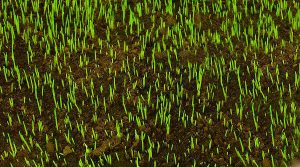 Σπορά Γκαζόν στον Οικιακό Κήπο - Νέο Γκαζόν από Σπόρο Λίγων Εβδομάδων