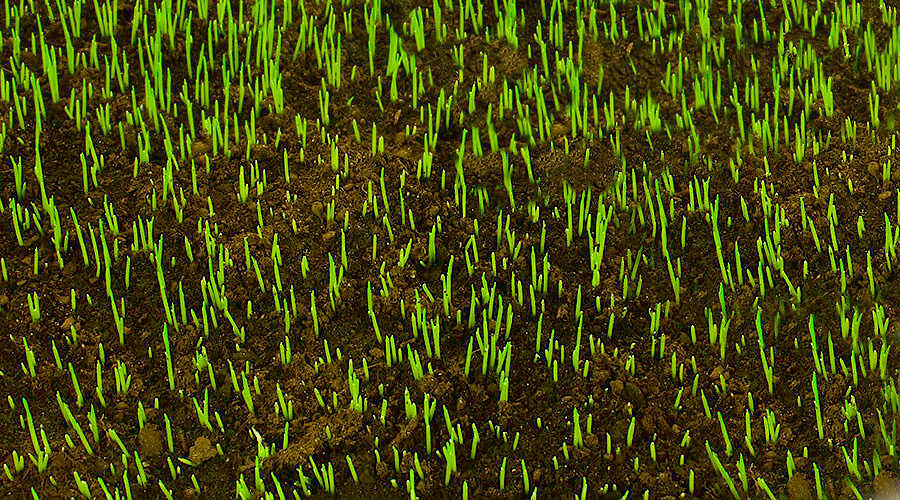 Σπορά Γκαζόν στον Οικιακό Κήπο - Νέο Γκαζόν από Σπόρο Λίγων Εβδομάδων