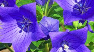 &Omicron; &Pi;&lambda;&alpha;&tau;&upsilon;&kappa;ώ&delta;&omega;&nu; &omicron; &mu;&epsilon;&gamma;&alpha;&nu;&theta;ή&sigmaf; (Platycodon grandiflorus) &mu;&epsilon; Ά&nu;&theta;&eta;