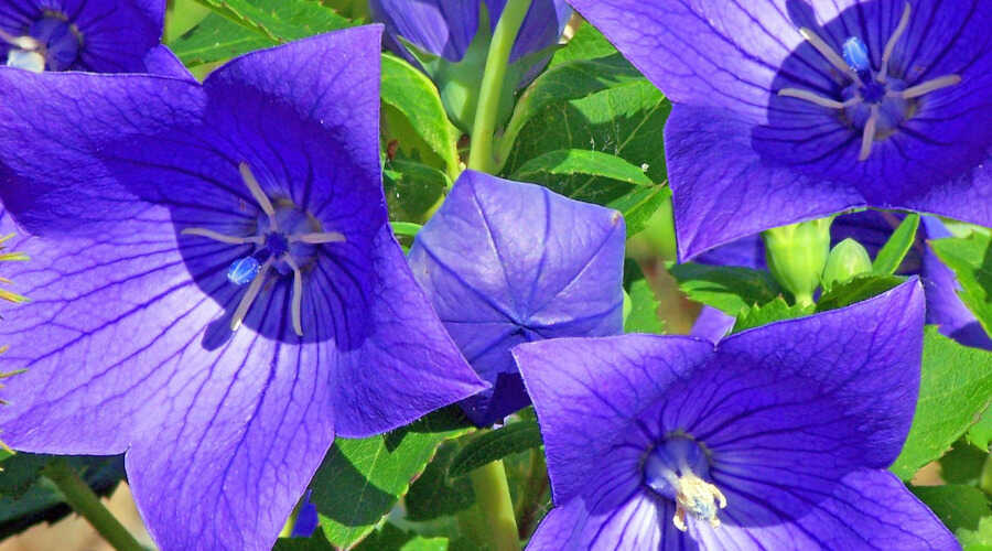 Ο Πλατυκώδων ο μεγανθής (Platycodon grandiflorus) με Άνθη