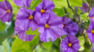 Flowers on a Plant of Blue Potato Bush (Solanum rantonnetii)