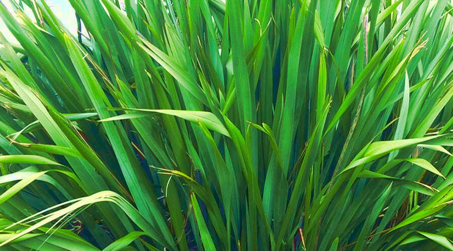 Φόρμιο το ισχυρό (Phormium tenax) - Τα Φύλλα