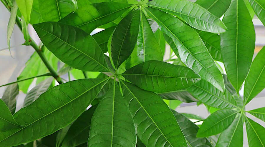 Τα Φύλλα της Παχίρας (Pachira aquatica)