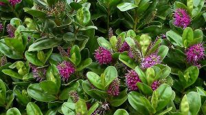 &Beta;&epsilon;&rho;&omicron;&nu;ί&kappa;&eta; &Pi;&rho;ά&sigma;&iota;&nu;&eta; (Hebe speciosa) &sigma;&epsilon; &Alpha;&nu;&theta;&omicron;&phi;&omicron;&rho;ί&alpha;