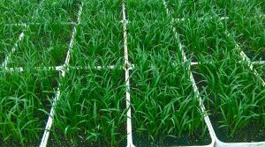 Techniques for Sowing Palm Seeds - Dwarf Date Palm (Phoenix roebelenii) Seedlings