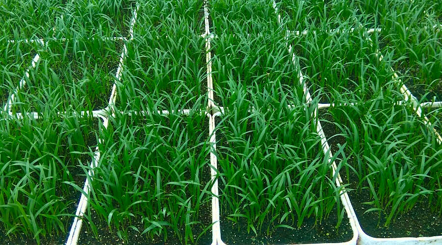 Τεχνικές Σποράς Φοινικοειδών - Σπορόφυτα Φοίνικα Ρομπελένι (Phoenix roebelenii)