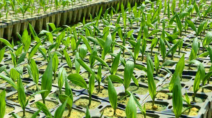 Σπορά Φοινίκων & Φοινικοειδών - Σπορόφυτα Ελαιοφοίνικα Ααβόρα (Elaeis guineensis - Ελαΐς η Γουϊνήσια)