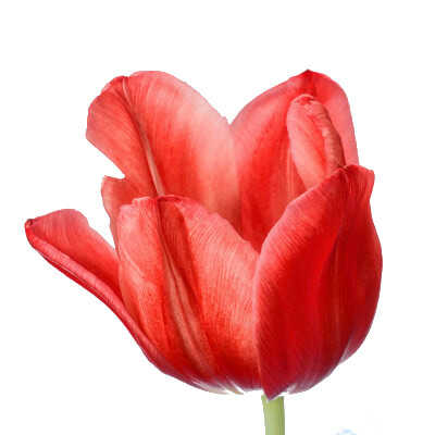 Single Early Group (SE) – Μονές Πρώιμες Τουλίπες