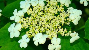 &Beta;&iota;&beta;&omicron;ύ&rho;&nu;&omicron; &Chi;&iota;&omicron;&nu;ό&sigma;&phi;&alpha;&iota;&rho;&alpha; (Viburnum opulus)