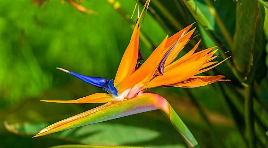 Το Αξιοθαύμαστο Άνθος της Strelitzia reginae