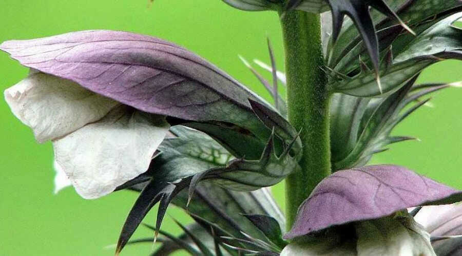 Λεπτομέρεια από τα Άνθη του Φυτού Άκανθα