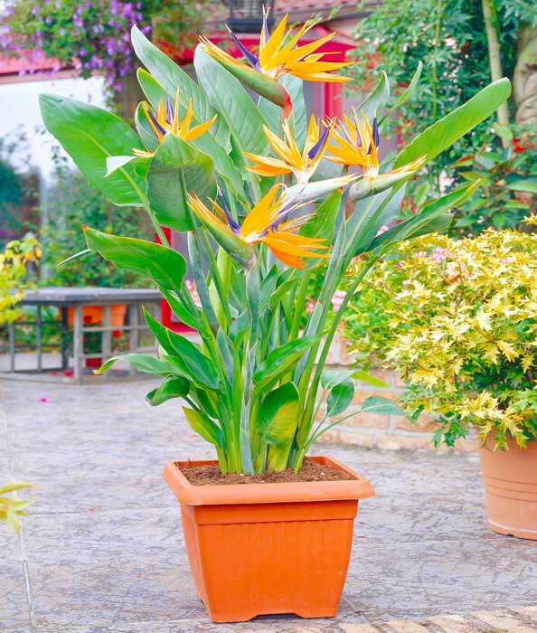 Blooming Plant of Bird of Paradise in Pot