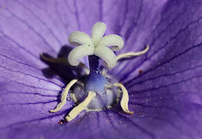 Κοντινή Θέαση των Αρρένων & Θήλεων Μερών Άνθους Πλατυκώδωνα