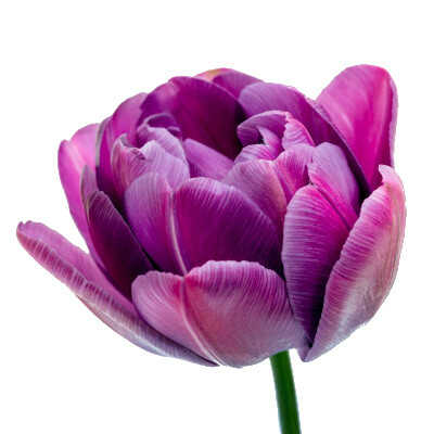 Double Early Group (DE) – Διπλές Πρώιμες Τουλίπες